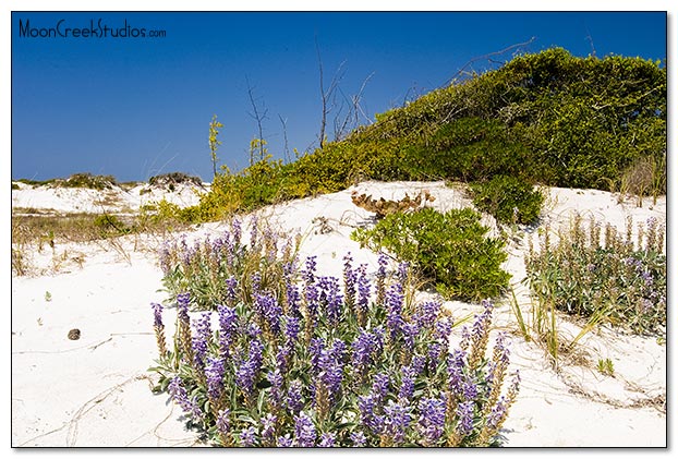 Beaches of South Walton Photograph