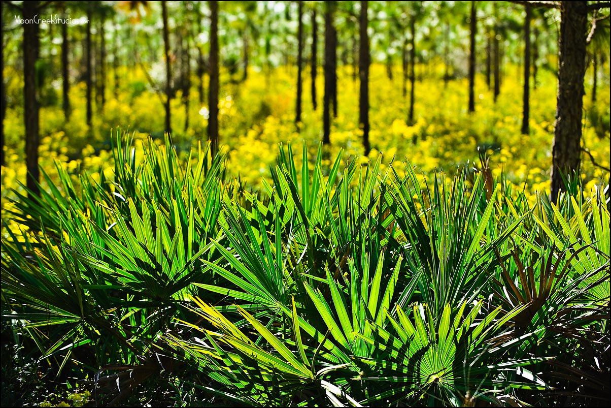 Beaches of South Walton Photograph