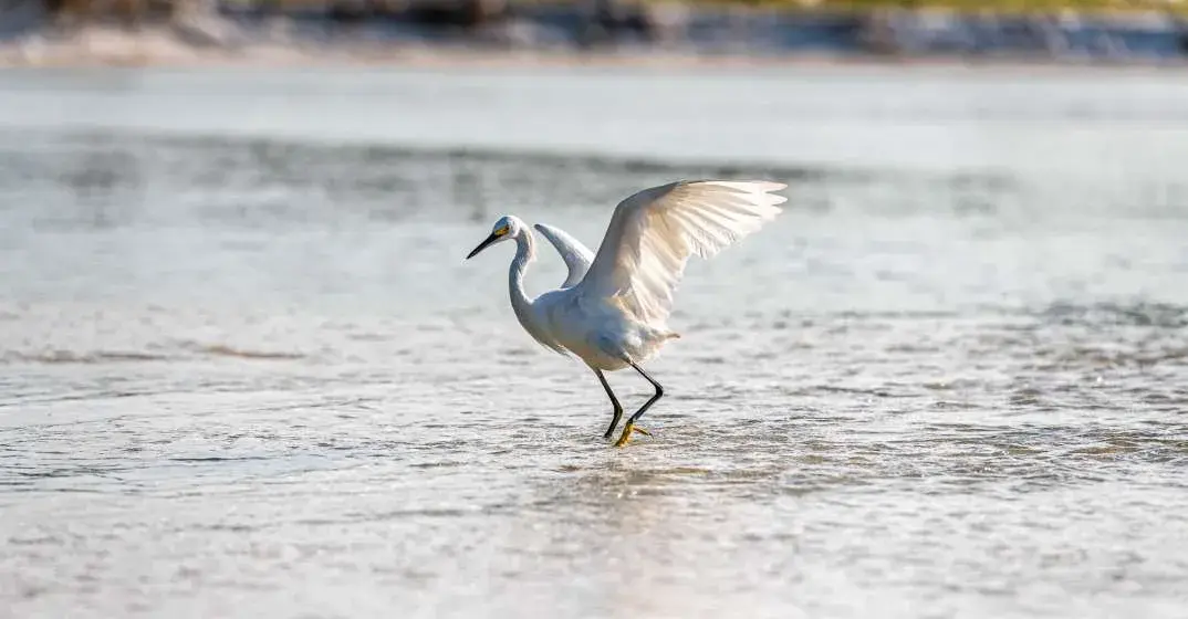 Share The SoWal Shore With Sea Turtles And Shorebirds