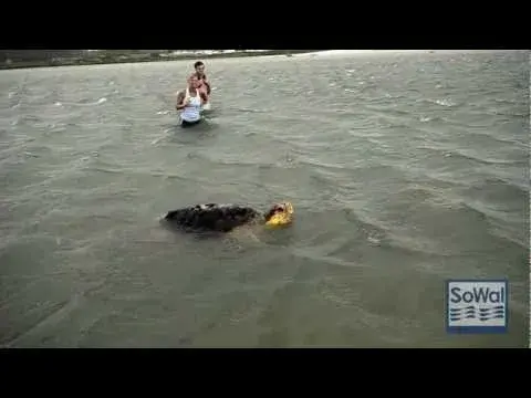 Tropical Storm Lee Strands Loggerhead Turtle on Grayton Beach