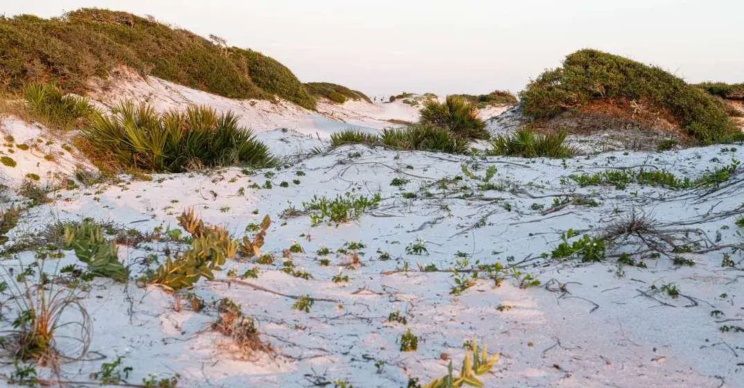 Tour Grayton Beach State Park With Florida Wildlife Federation October 3, 2026