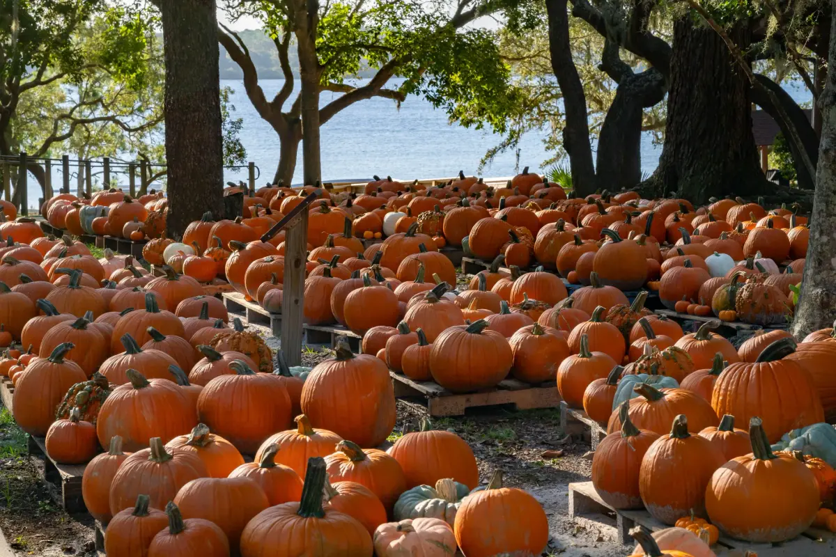 Support Our Parks: The 2026 Friends of Camp Helen Pumpkin Patch Is Open