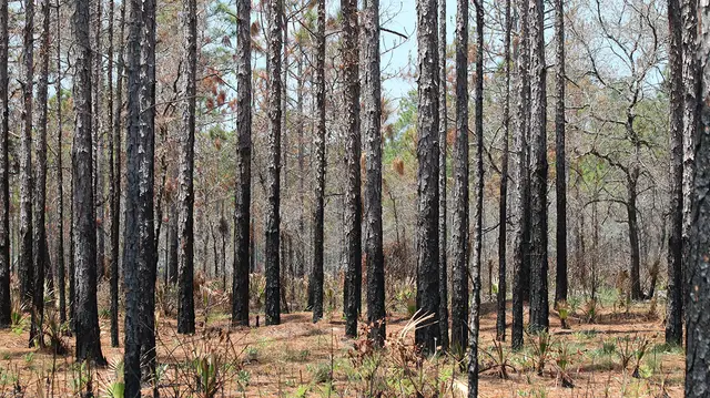 Charred slash pine trunks, after a recent controlled burn.